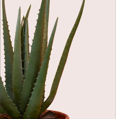 Custom Aloe Vera Plants | Aloe Vera (40cm) | Blooms Flowers
