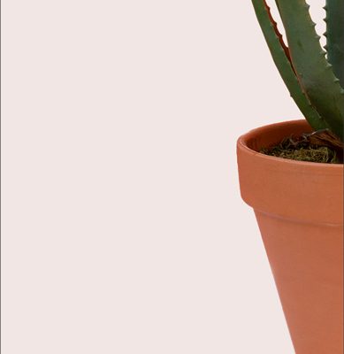 Custom Aloe Vera Plants | Aloe Vera (40cm) | Blooms Flowers