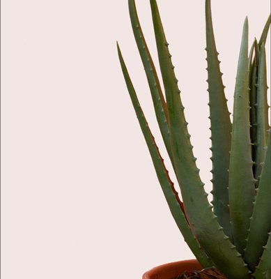 Custom Aloe Vera Plants | Aloe Vera (40cm) | Blooms Flowers