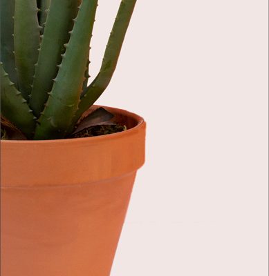 Custom Aloe Vera Plants | Aloe Vera (40cm) | Blooms Flowers