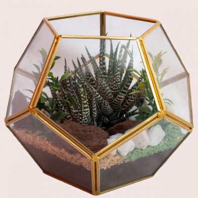 Fresh Succulent Terrarium plants | Succulent Terrarium (20x20cm) | Blooms Flowers