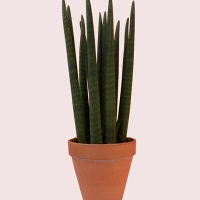 Fresh Sansevieria Cylindrica plants | Sansevieria Cylindrica (50cm) | Blooms Flowers