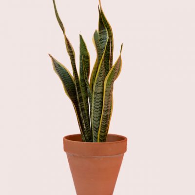 Fresh Sansevieria Snakeplants | Sansevieria Snake Plant | Blooms Flowers