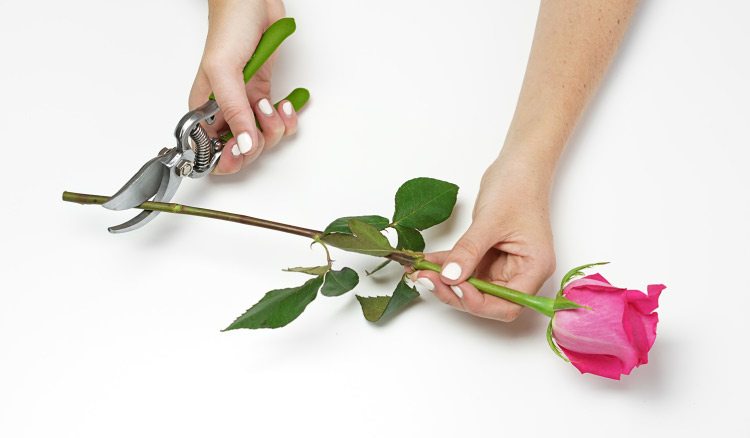 Cut the stems - 2 inches from the bottom