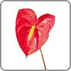 Anthurium symbolizes hospitality