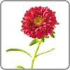 Aster symbolizes patience