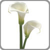 Calla Lily symbolizes magnificence and beauty