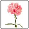 Carnation symbolizes pride and beauty