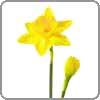 Daffodil symbolizes regard and chivalry