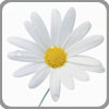 daisy Daisy symbolizes innocence and purity