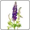 Delphinium, Hybrid symbolizes big-heartedness, fun, lightness and levity