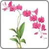 Orchid is a symbol of the exotic beauty.