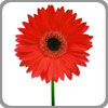 Gerbera specifically conveys cheerfulness