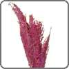 Heather Lavender symbolizes admiration, solitude and beauty