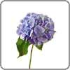 Hydrangea symbolizes heartfelt emotions