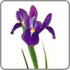 Iris symbolizes eloquence