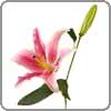 Lily symbolizes purity and refined beauty