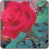 Rose symbolizes love