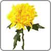 Chrysanthemum symbolizes fidelity, optimism, joy and long life