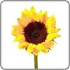 Sunflower signifies pure thoughts