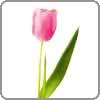 Tulip signifies a declaration of love